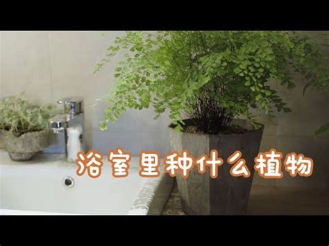 廁所 植物 推薦|【廁所植物必學】6款常見植物，讓你打造綠意盎然的。